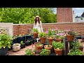 June Front Deck Garden Tour | Rooftop Container Garden