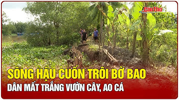 Sông Hậu cuốn trôi bờ bao: Dân mất trắng vườn cây, ao cá | Mekong