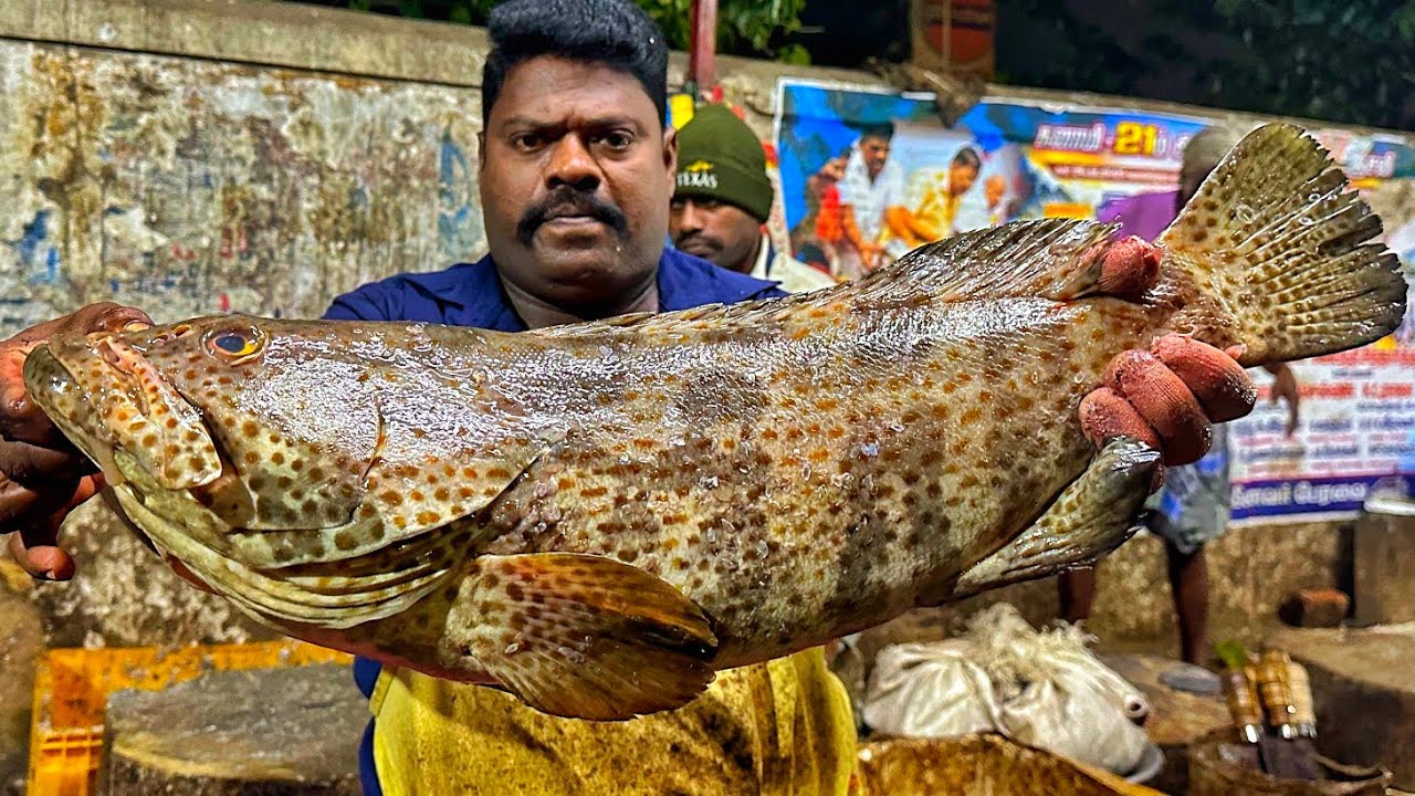 KASIMEDU SPEED SELVAM | HUGE GROUPER FISH CUTTING VIDEO | 4K VIDEO | KM FISH CUTTING VIDEO