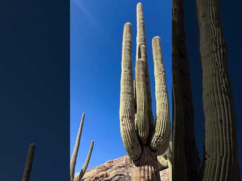 Video: Saguaro nacionālais parks: pilnīgs ceļvedis