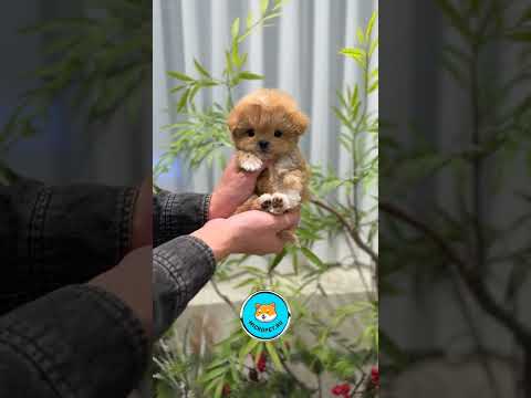 Маленькая мальтипу из Кореи