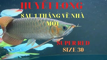 Nuôi cá rồng: Huyết long phát triển thế nào sau 1 tháng l Thế Nam