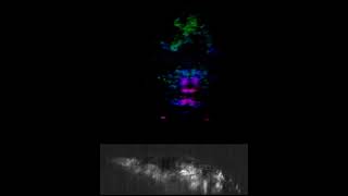 Zebrafish Brain Wide Neuronal Dynamics During Aversive Opto-Chemical Stimulus Slow Motion 