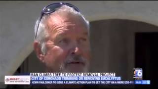 Man climbs eucalyptus to protest city tree-removal project