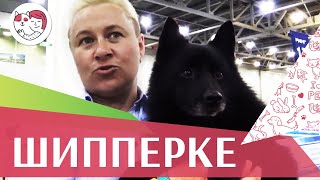 Шипперке на ilikepet. Особенности породы, уход Шипперке на ilikepet. Особенности породы, уход