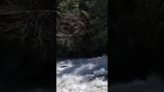 Kayaker Flips Over on Swallow Falls