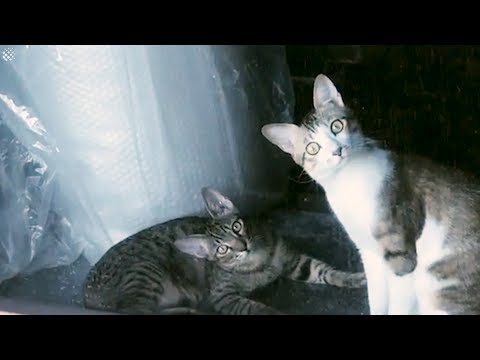 funny-cat-moments-caught-on-camera-2019-|-viral-cat-videos