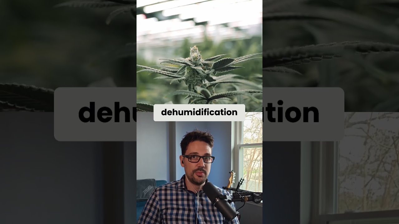 FINDING BALANCE WITH INTERCANOPY LIGHTING