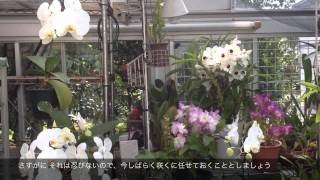 我家の温室です　2014.05.03