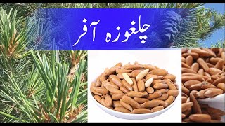 Chilgoza Tree In Stan Expensive Chilgoza Pine Chilgoza Kaisay Nikalta Hay چلغوزہ آفر