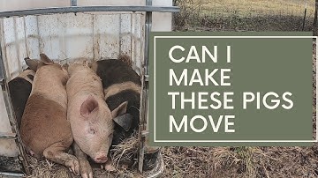 Can I move these pigs? I can move pigs like Joel Salatin even if I only have 4 # pasturepork