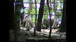 Gater Mrga-Majevica.avi