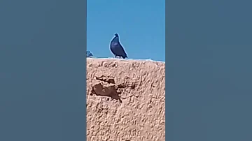 Rap Music Beach Subscribe طيور Newmusic 