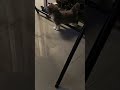 【公主】【貓】【Cat】#kitten #Cats #QQcats #猫咪 #貓 041