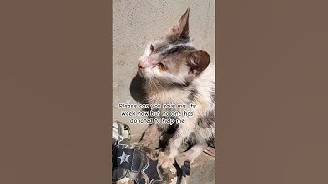 please save me,,paypal link in bio