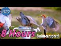 ASMR TV for Cats 😻 8 Hours of Birds 🐦Uninterrupted CatTV |  Bluebirds No Loops No Music No Ads