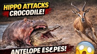 Hippo Attacks Crocodile Out Of Nowhere Antelope Escapes In Shocking Wildlife Moment
