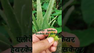 एलोवेरा : नेचर का ब्यूटी सीक्रेट #aloevera #healthyskin #stronghair #naturalcare #glowwithnature