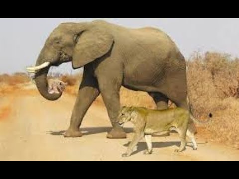 Сказка о настоящей дружбе. Львенок и слоненок. Старый друг лучше новых двух. Сказка о настоящей дружбе. Львенок и слоненок. Старый друг лучше новых двух.