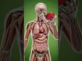 What Happens Inside Your Body When You eating beetroot #humanbody #anatomy #3danimation