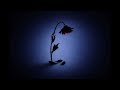        نور فانتوم و يعني بعد كل ده