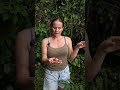 my coffee berries are getting ripe #offgridliving #homesteading #junglelife