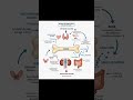 BLOOD CALCIUM LEVELS!!#blood #calcium #science #education #shorts #diagram #bone #bones #bloodstrike