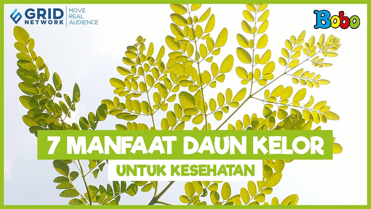 Mengenal Daun Kelor dan Manfaatnya bagi Kesehatan - Fakta Menarik 