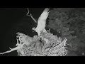 Audubon Hog Island Osprey Cam ~ GHO (Owl) Attacks Osprey Nest ~Takes 2nd Chick 7.12.18