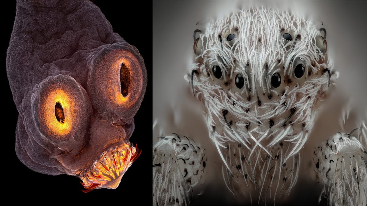 Top 20 Best Microscopic Images - YouTube