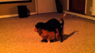 Female dog HUMPS male cat