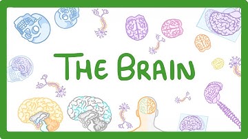 GCSE Biology - The Brain