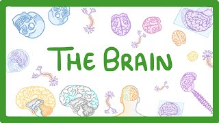 GCSE Biology - The Brain #30