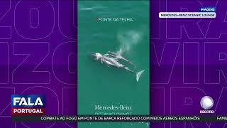 Viralizou: Baleias avistadas na Costa da Caparica