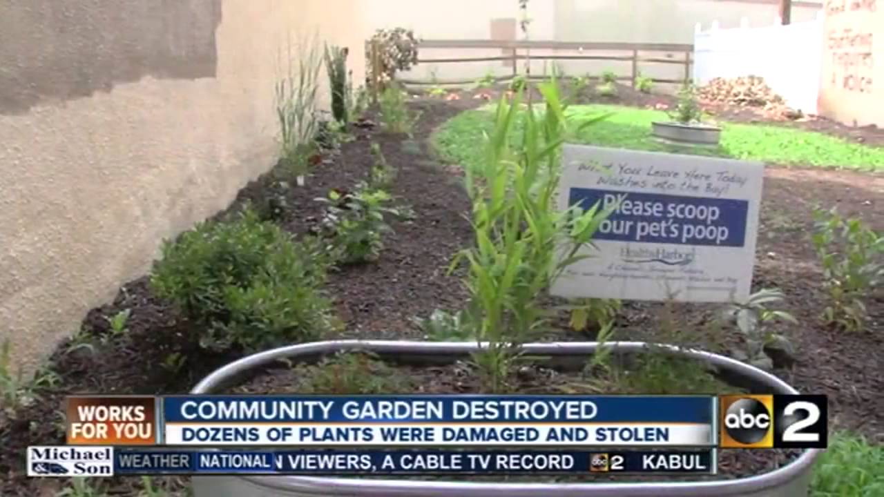 Pigtown community garden destroyed YouTube