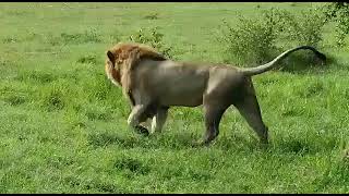 Black Rock Male Olobor