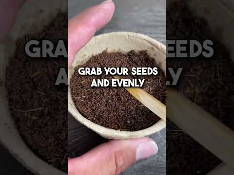 Video: Persley Seeds Kweken: Hoe Kan Peterselie Uit Zaden Worden Gekweekt