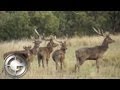 Aaron Davidson with Kingham Safaris in Australia on a Rusa Deer Hunt