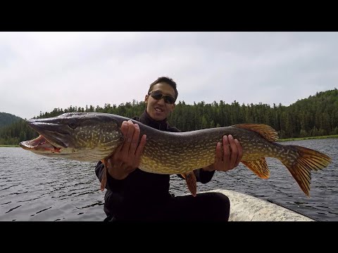 Видео: Чивыркуй. Рыбалка мечты на крупную Щуку !