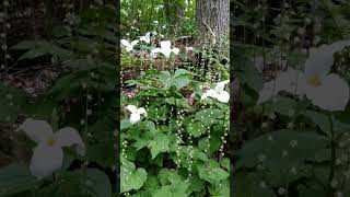 Ontario Trillium 延齡草-安大略省花