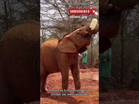 Wideo: Sheldrick Elephant Sierociniec, Nairobi: Kompletny przewodnik