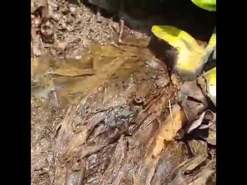 سبحان الله الخالق الرازق شاهدكيف تخرج البيض من فمها