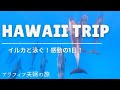 【ハワイ島】イルカと泳ぐ!感動!アラフィフ夫婦の夢。イルカの大群と出会う!