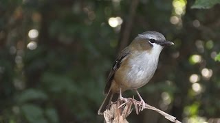 Grey headed Robin (Heteromyias cinereifrons) Australian Bird Media. screenshot 4