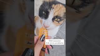 Catplus Kedi Ödül Mamalarımız - Tecrübesiyle Mamaplus Hizmetinizde. Www.mamaplus.com