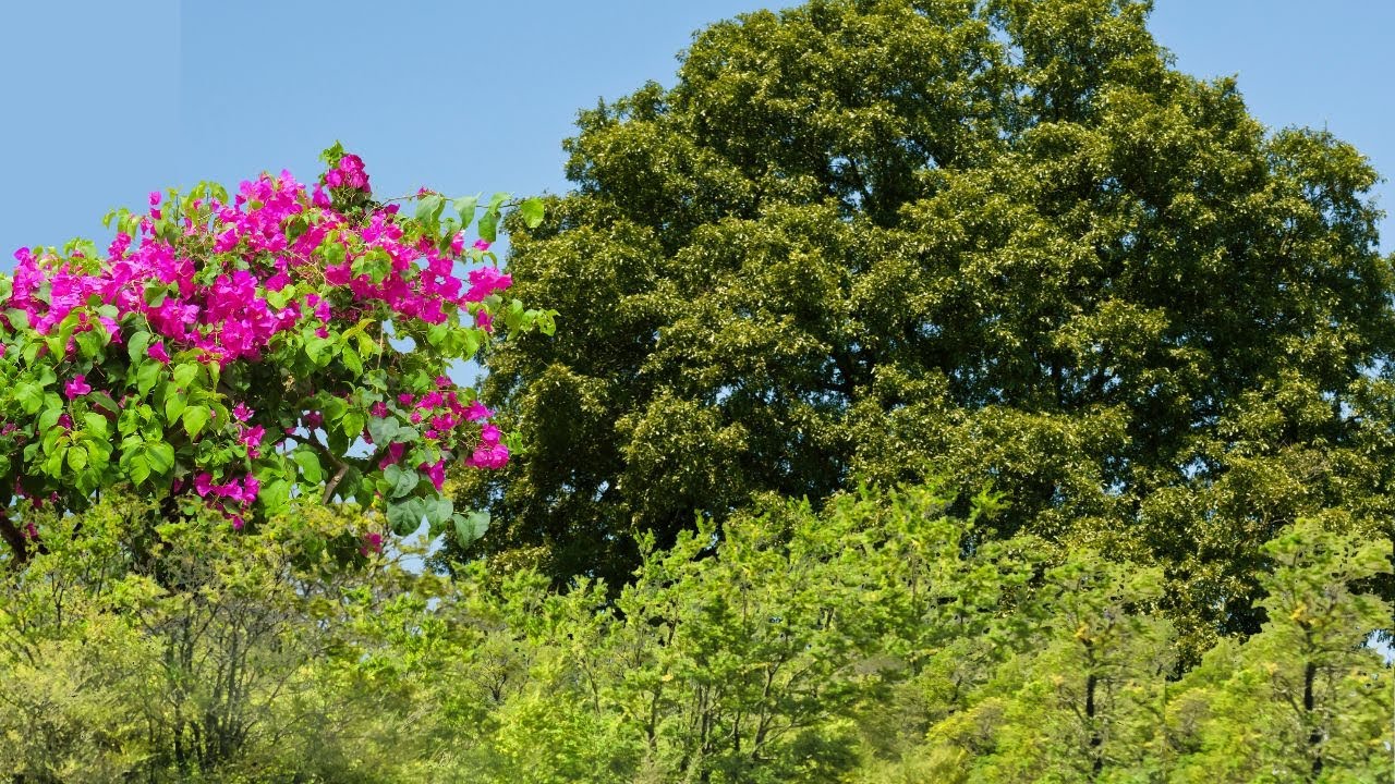 🌳 Embracing the Beauty of Nature: A Journey Amongst Trees 🍃✨