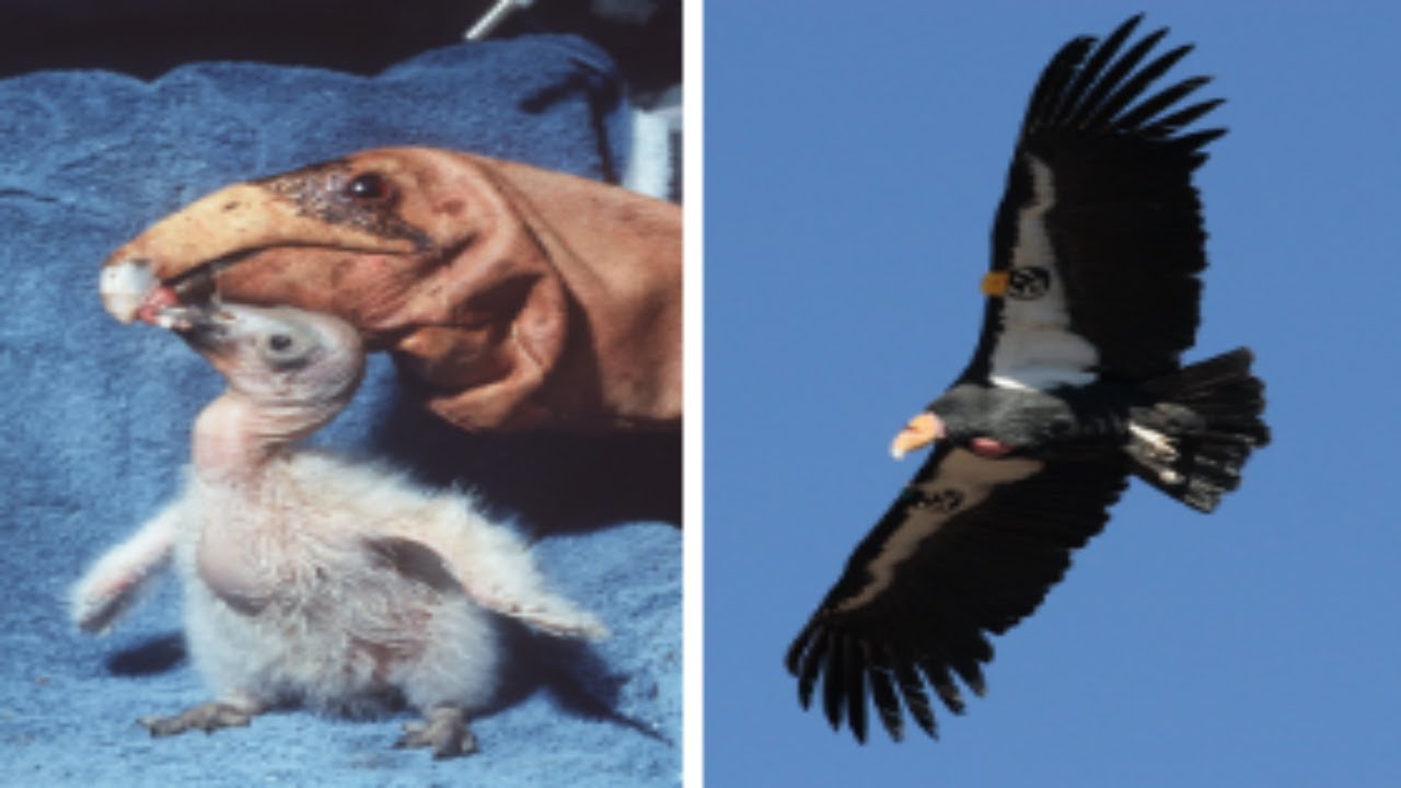 STRANGEST Animals in North America YouTube