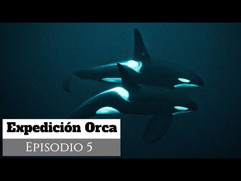 Video: Las Orcas Migran, Según Un Estudio, Pero ¿por Qué?