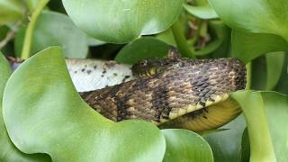 Diamondback Water Snake struggles to swallow Catfish