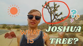 What Is a Joshua Tree? Joshua Tree National Park: Facts About Joshua Trees| Travel Vlog #42